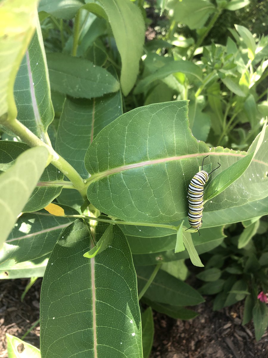 My amazing <a href="/BearTavernES/">Bear Tavern E.S.</a> first graders gifted me some milkweed this spring. Today, I discovered a monarch munching on it! #BearTavernPride