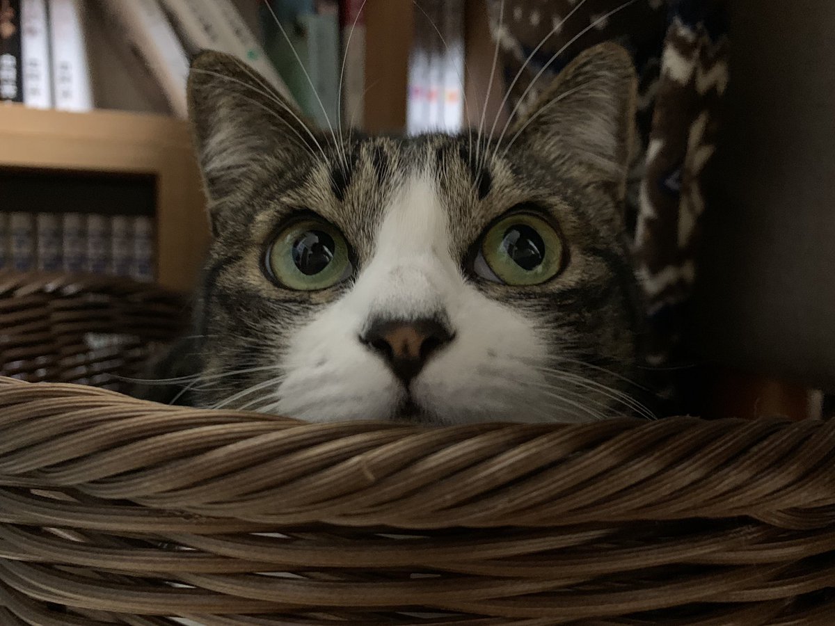 はちみつの日 の感情分析 Nyakone