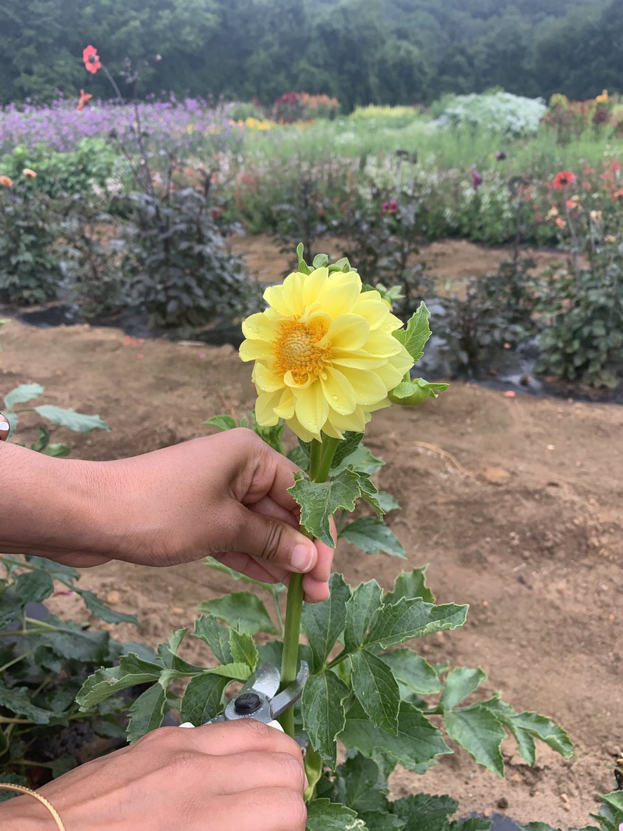 UConnUrology's tweet photo. A beautiful weekend in Connecticut means wellness... sorry to those on call! ๐
#streamtream #urology #auamatch @Uro_Res https://t.co/aw80apA3F2