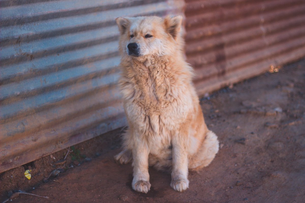 uppac2's tweet photo. #ADOPCIÓN 
Ella es Lobita, perrita chow chow adulta que vive hace mucho tiempo en la calle😢. Nos encantaría encontrarle un hogar  donde la ame para siempre💜
Se encuentra esterilizada ✅
Reales interesados hablarnos por interno
#adoptanocompres https://t.co/T0igJAqxi6