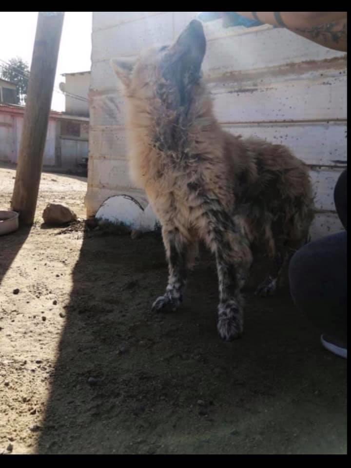 uppac2's tweet photo. #ADOPCIÓN 
Ella es Lobita, perrita chow chow adulta que vive hace mucho tiempo en la calle😢. Nos encantaría encontrarle un hogar  donde la ame para siempre💜
Se encuentra esterilizada ✅
Reales interesados hablarnos por interno
#adoptanocompres https://t.co/T0igJAqxi6
