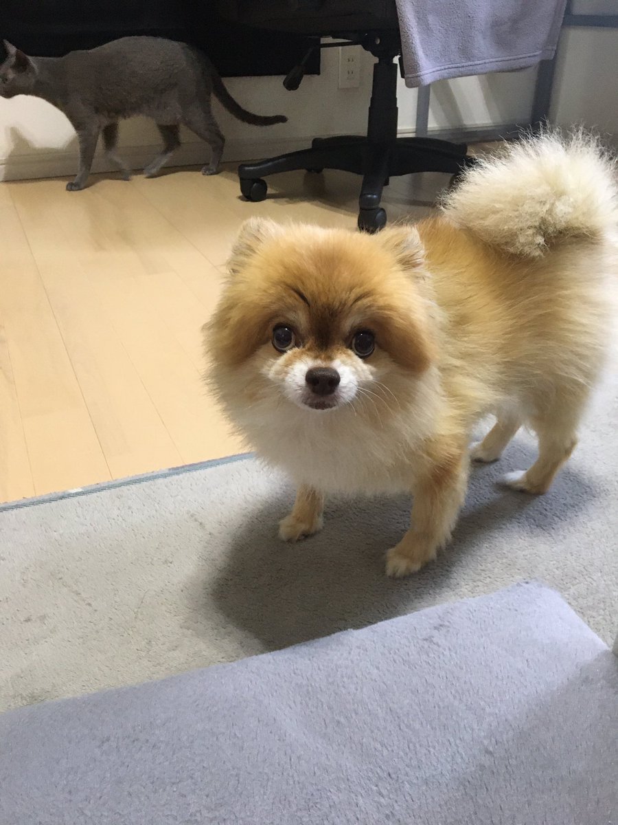 rejikan_'s tweet photo. 来週美容院 https://t.co/dP7cHOImH1