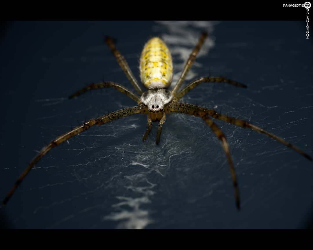 PYoPhotography1's tweet photo. Juvenile Argiope bruennichi 

#arachnid #nature #NaturePhotography #spider #macro #macrophotography #photography @natgeowild @BBCEarth https://t.co/LWt55D7toX