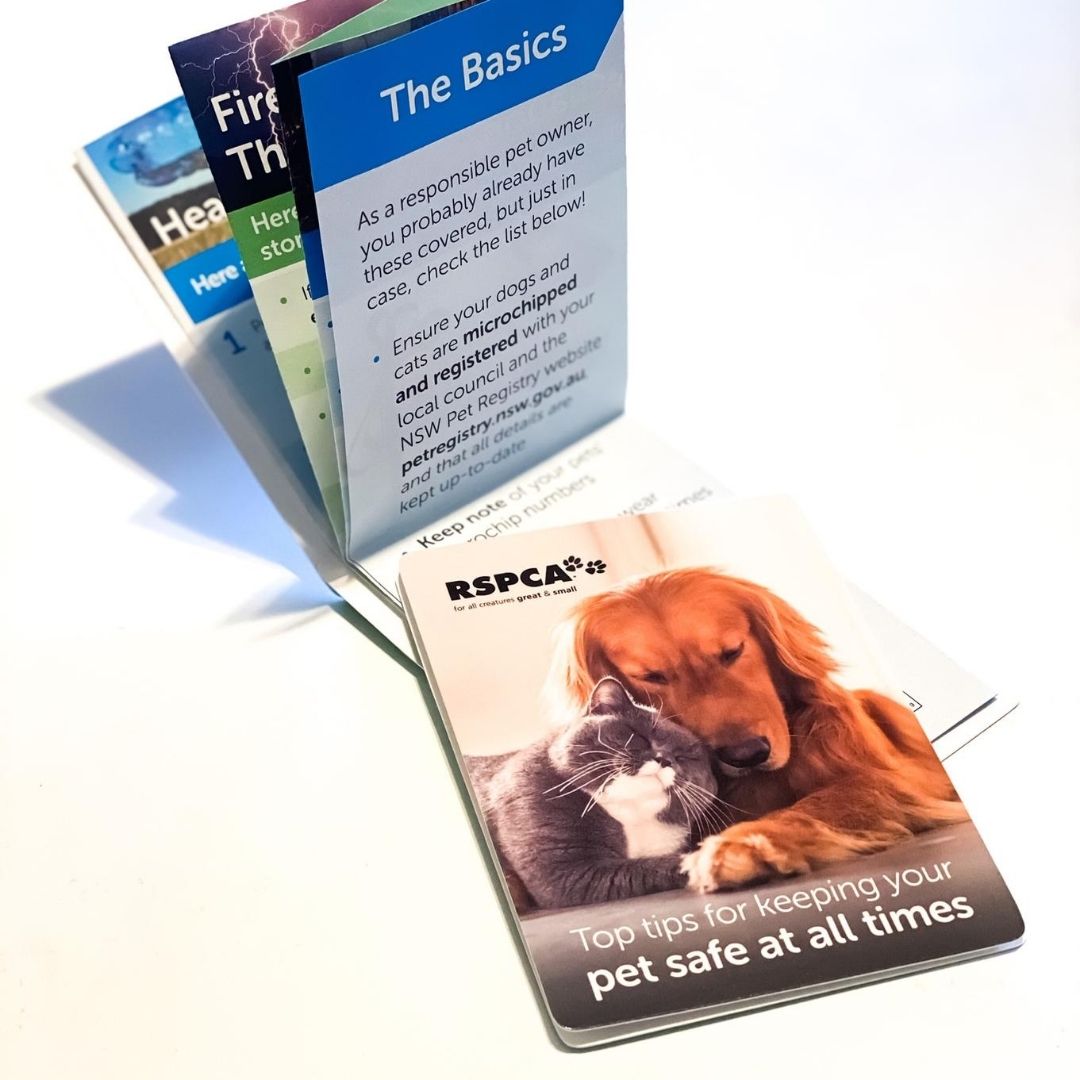 ZCARDNZ's tweet photo. You should always look after your pets and now there's a handy pocket guide on just how to do that 😃
#zcard #rspca #pets #petsafety #pocketmedia https://t.co/TGvINuDLLt