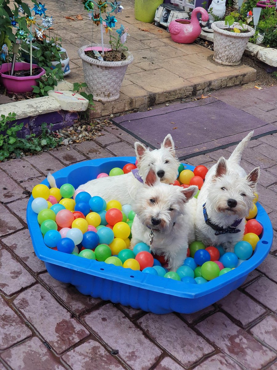 #ZSHQ Hello we just want you all to know we are going too stay wiv Roobie, Radley and Rozie today as there Mummy is having a heart operayzun ,please join uz in wishing her all da best of luck and Love .We luvs you Auntie Charlie and we R  waiting for you to come home safe ❤❤❤