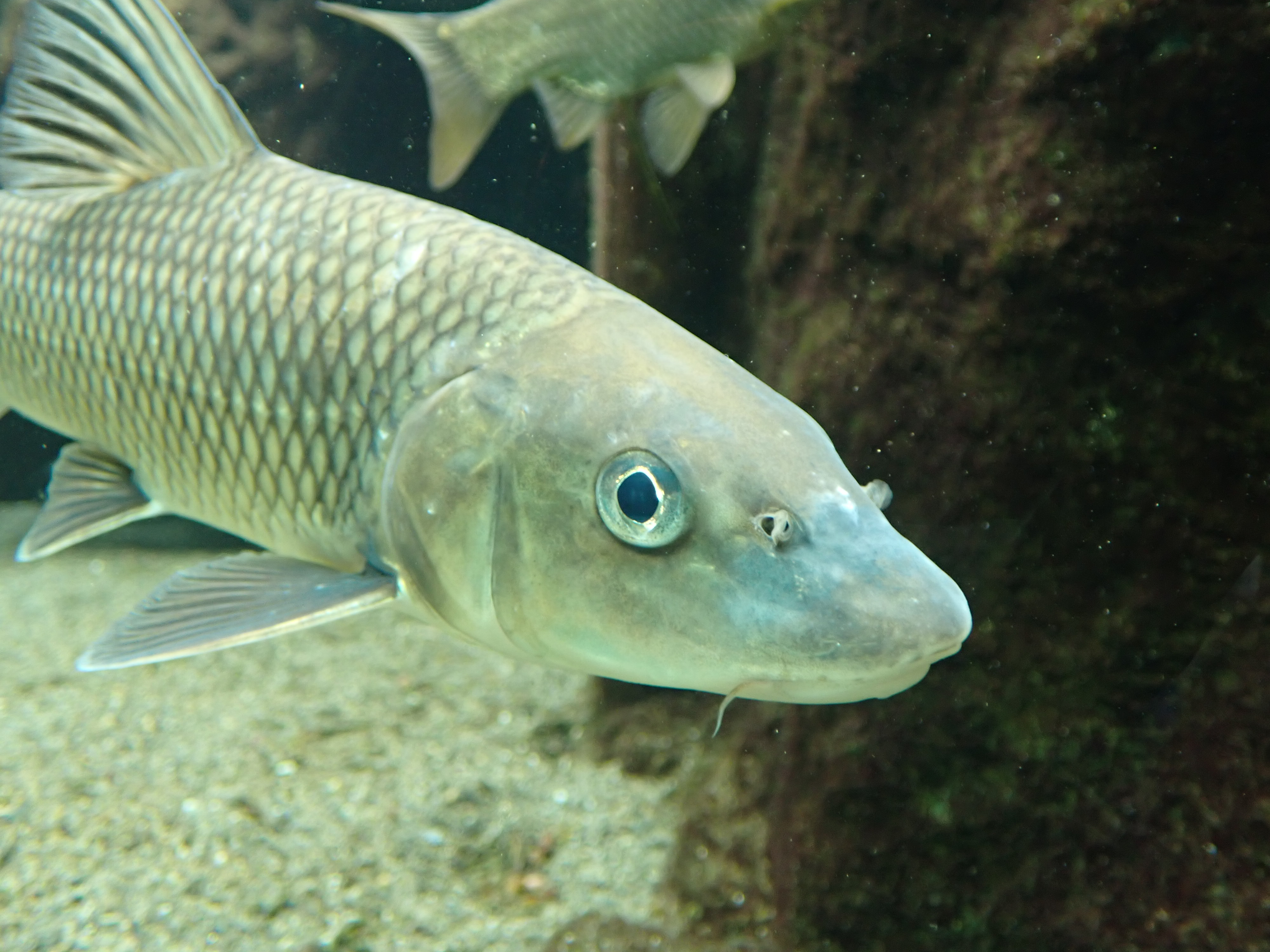 تويتر 男鹿水族館gao 公式 على تويتر 皆さんはニゴイという魚はご存じですか 秋田の在来淡水魚で 鯉に似ていることから 似鯉 つまりニゴイです ひげもあり とてもそっくりですが体がスマートなので見分けは付きやすいと思います ちなみに3枚目が普通のコイ