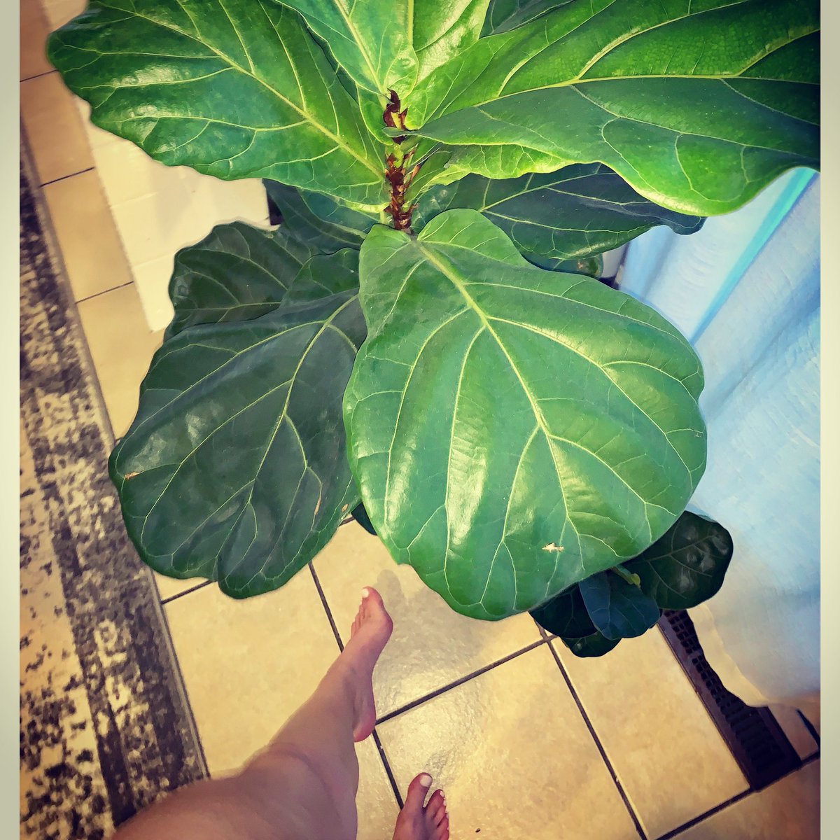 mandyhydefeet's tweet photo. #plants &amp; #feet 🤍 taking requests, dm me or follow the link in bio🥰
•
https://t.co/ndo1T5Yxmd
•
#fiddleleaffig #fiddleleaffigtree #fiddle #plant #plantbased #plantsofinstagram #feet #feetpics #feetporn #feetworship #feetlovers #pedicure #feetfetishworld #feetpicsforsale https://t.co/64OAtVZl7b