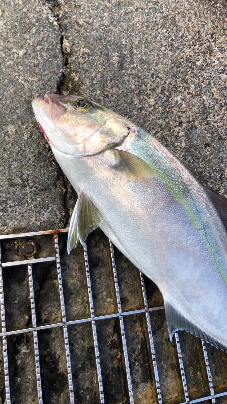 神港つり具 八丈島 八重根でムロアジ泳がせカンパチ連発してる模様 八丈島 堤防泳がせ釣り 本カンパチ T Co Zziya6u1t4 Twitter