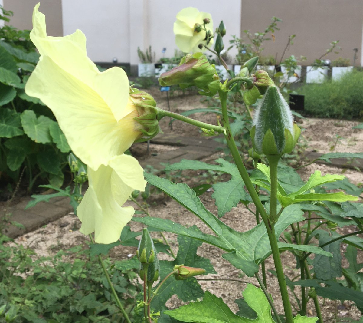 Hari Prasad Devkota Abelmoschus Manihot L Medik アオイ科 Malvaceae Sunset Hibiscus トロロアオイ T Co Yftatuwbx5