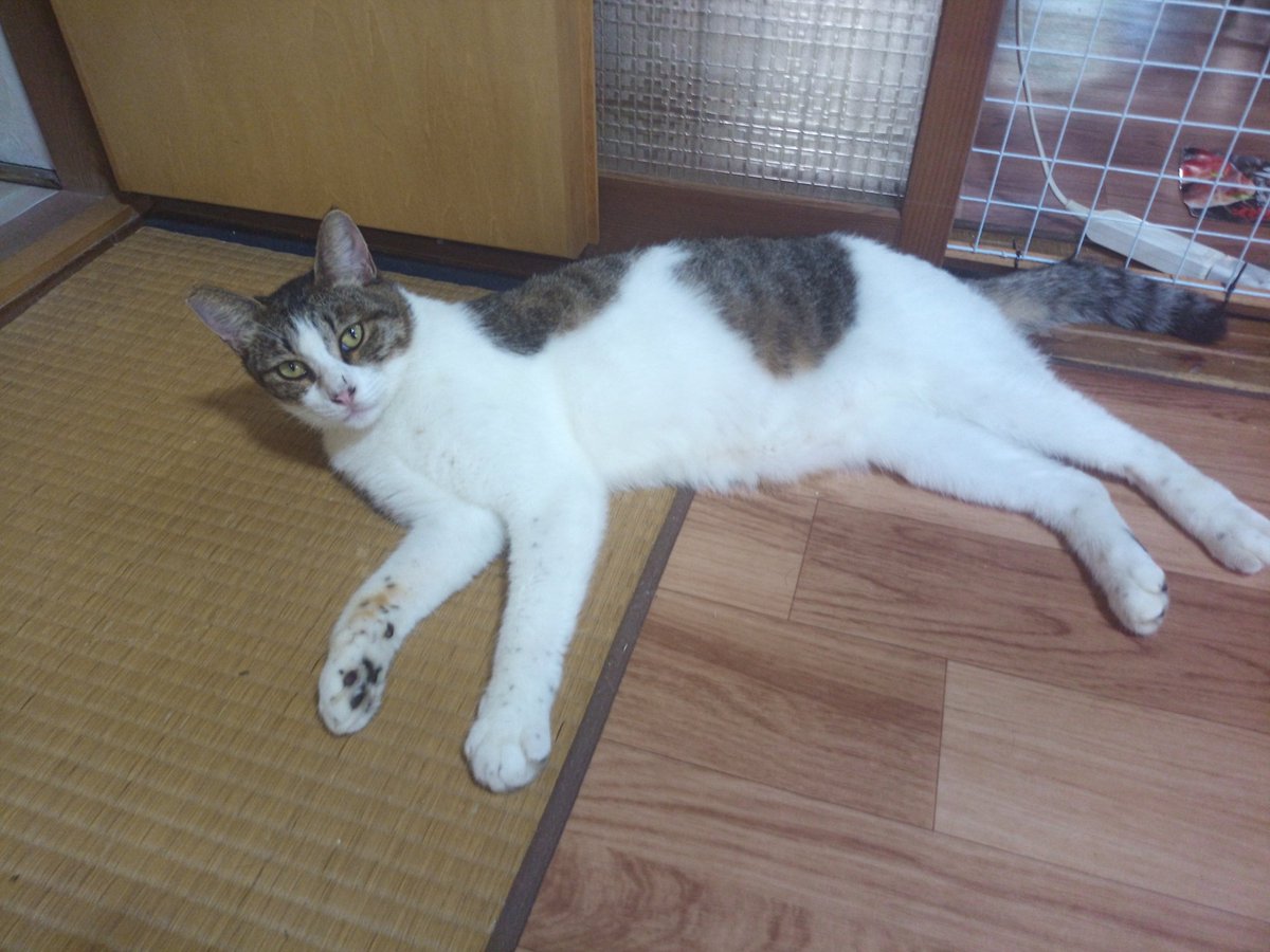 不眠症の猫 (@tNTFX8WyOrlWRfY)  Twitter