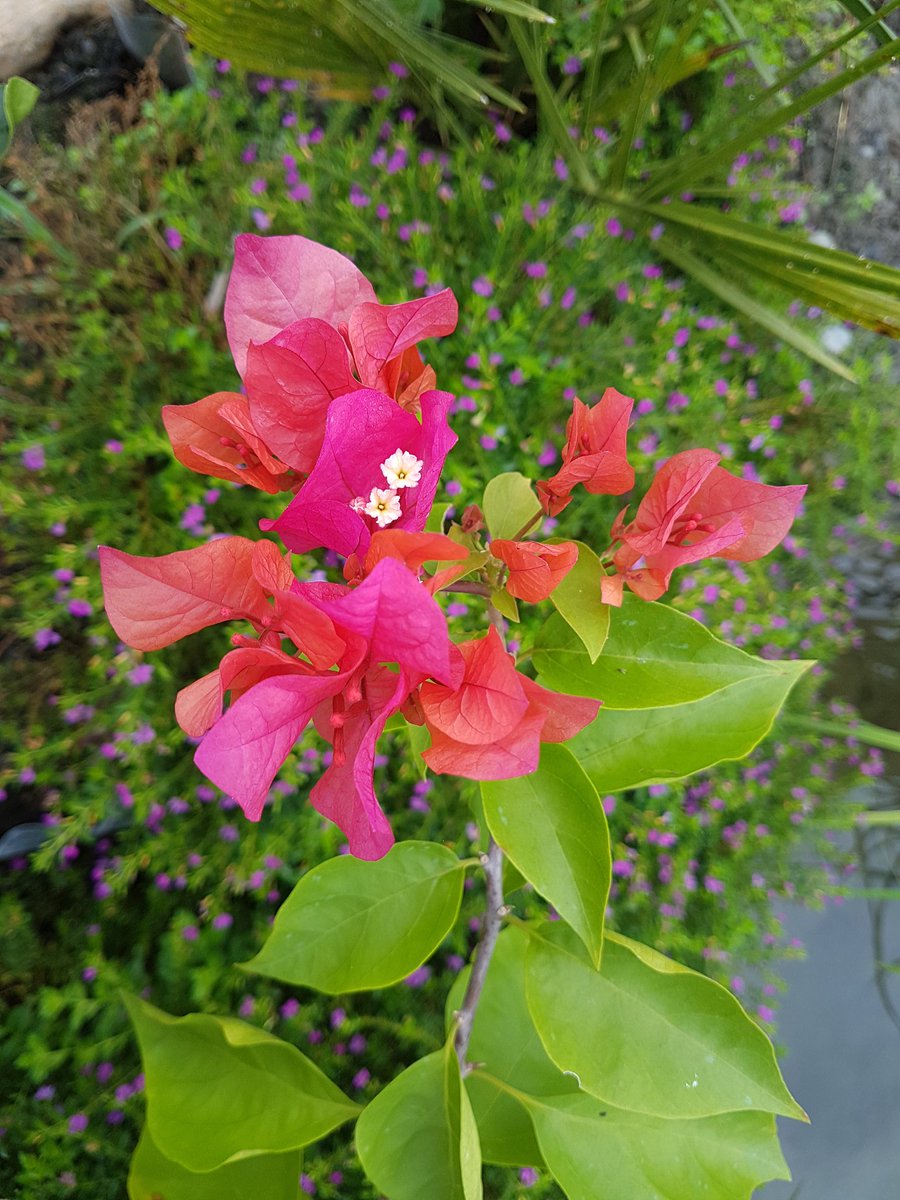 LeonyPermejo's tweet photo. #flowers #myowncaptured #iloveit https://t.co/N3hnbRlYfV