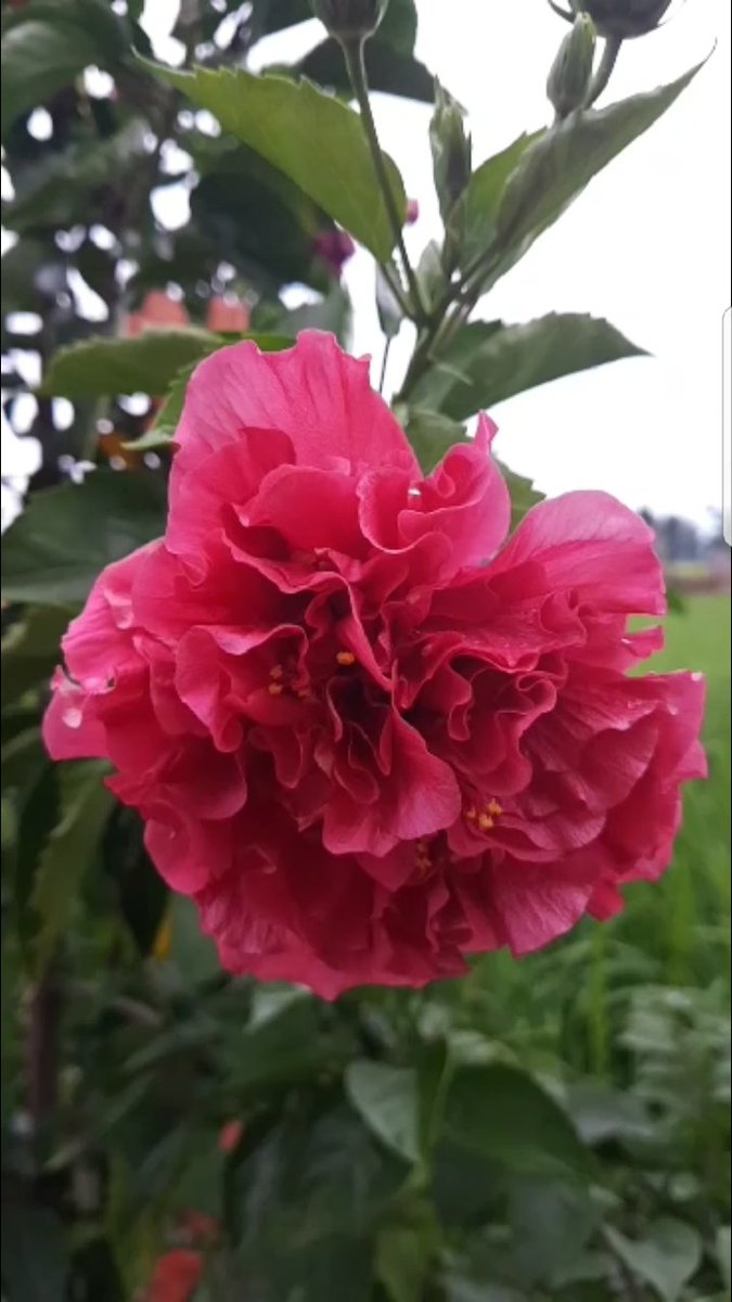 LeonyPermejo's tweet photo. #iloveflowers https://t.co/QY9dMxBBxb