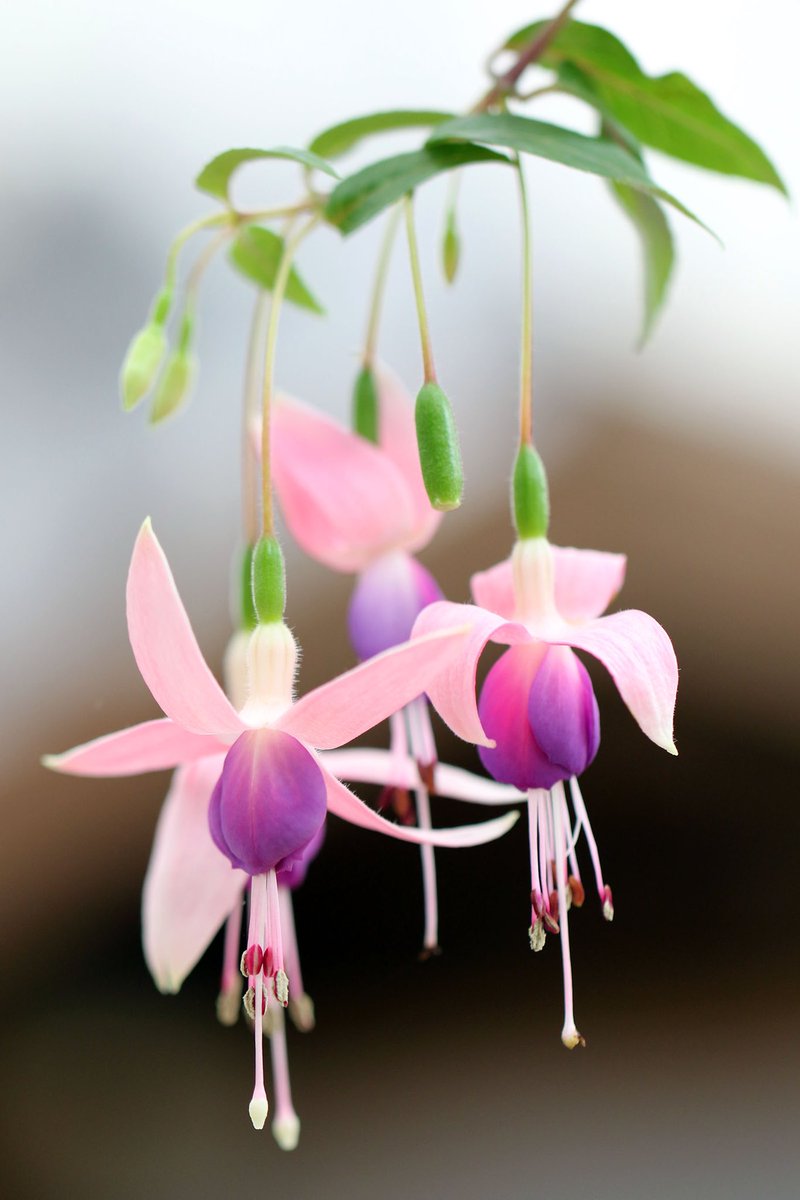 富士花鳥園 Auf Twitter 女王様の耳飾り フクシア 品種名 Johannes Nowinski 富士花鳥園 Fuchsia 富士花鳥園 Auf Twitter 女王様の耳飾り フクシア 品種名 Johannes Nowinski 富士花鳥園 Fuchsia