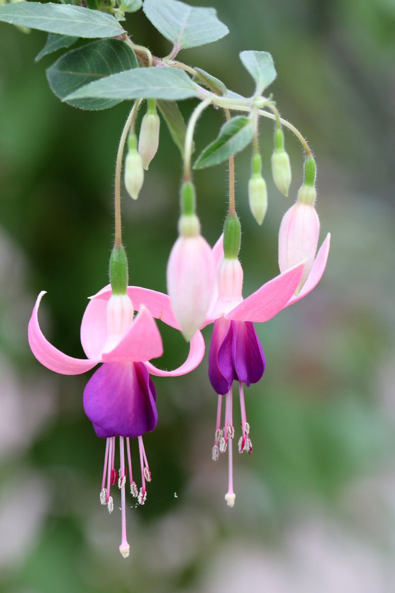 富士花鳥園 Auf Twitter 女王様の耳飾り フクシア 品種名 Johannes Nowinski 富士花鳥園 Fuchsia 富士花鳥園 Auf Twitter 女王様の耳飾り フクシア 品種名 Johannes Nowinski 富士花鳥園 Fuchsia