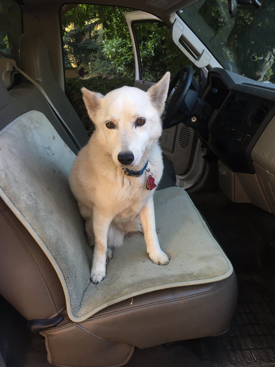 she is very sick but she loves her car rides 🥺🥺🥺