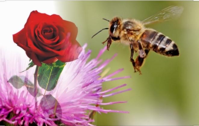 Bunga2 di ciptakan untuk di goda sang kumbang...

Kumbang2 dilahirkan untuk menggoda sang bunga...