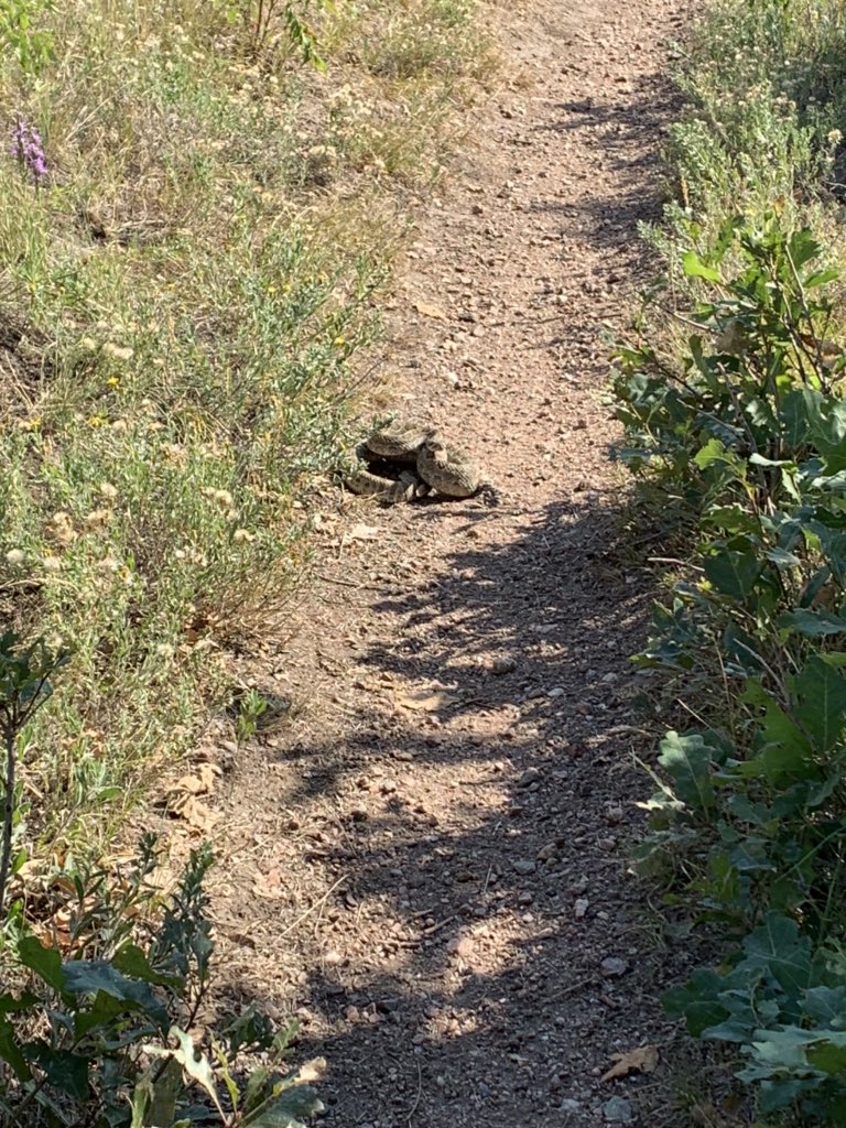 A friend I didn’t want to make on my trail run today.