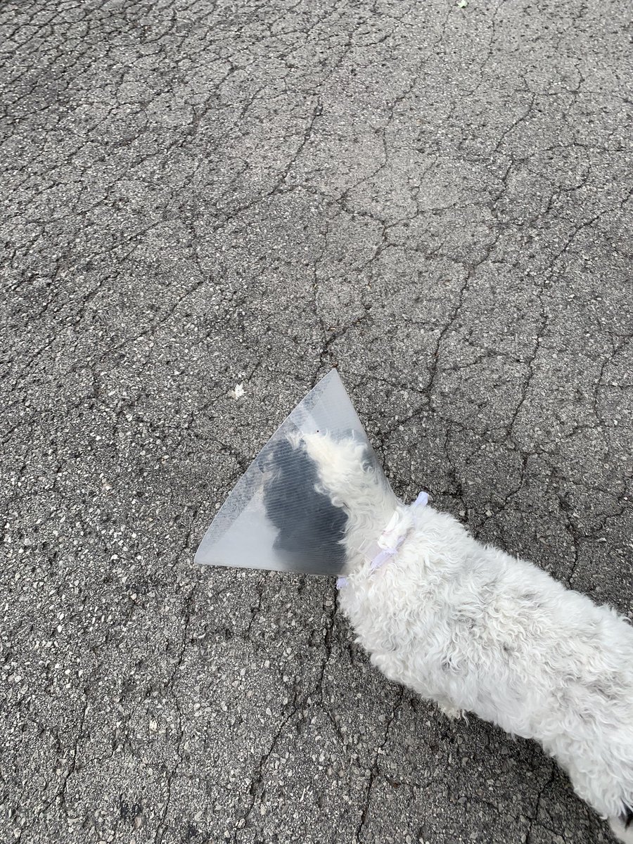 scottyextreme's tweet photo. @elonmusk Congrats. BTW my dog was practicing the alignment of the starlink user terminal today. https://t.co/CwNkeyhb3Q