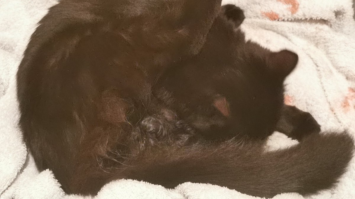 Second kitten born at 2:56amYou might just be able to seem him here, but so far there both black like mum