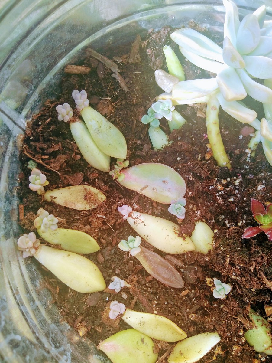 Sunday Succulents 🌵 #succulentsoftwitter #inmygarden #sundaysucculents #natureshealing #greenery #Rockyrocks16