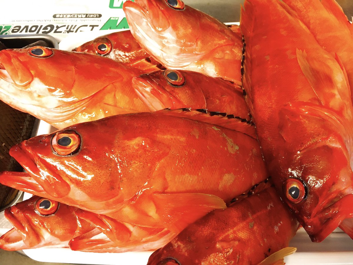 仙川釣よし 本日 釣魚大漁入荷中 はりきって釣ってきたとの事で 物凄いことになってます 本日のお刺身はカンパチ ウメイロ アカハタ ハマダイ モンガラハギ 皆様のご来店を心よりお待ちしております 釣よし 三鷹 新川 お刺身 釣りもの