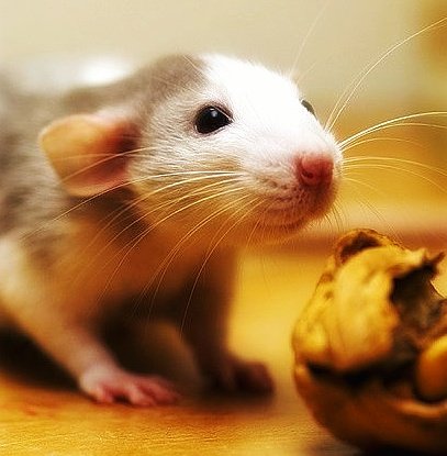 upendrakumar_m's tweet image. #Interesting_Fact: Rat's Love's #Wallnuts. 
#RatsFoodies