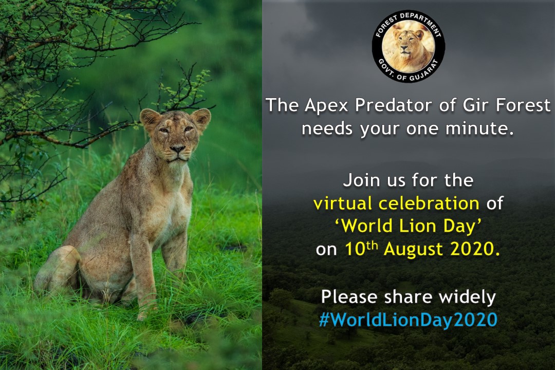 #worldlionday2020 
<a href="/PMOIndia/">PMO India</a> <a href="/moefcc/">MoEF&CC</a> <a href="/CMOGuj/">CMO Gujarat</a> <a href="/drrajivguptaias/">Dr Rajiv Kumar Gupta IAS (Retd)</a> <a href="/HoffPccf/">PCCF & HoFF, Gujarat State</a> <a href="/PccfWildlife/">PCCF Wildlife</a> <a href="/CCF_Wildlife/">CCF Wildlife Junagadh</a>