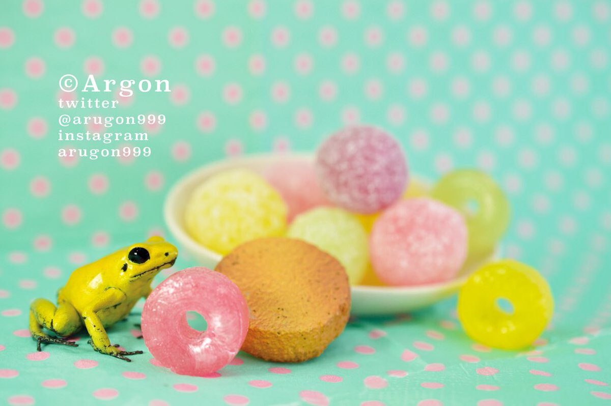 あるごん Argon モウドクフキヤガエル 英名はgolden Poison Frog コロンビア固有種 地上の生物では最強クラスの毒バトラコトキシン ギリシャ語でカエルの毒の意 を体表に持っています 現地の虫等を食べていないと毒を持ちません 毒を我慢できるヘビ