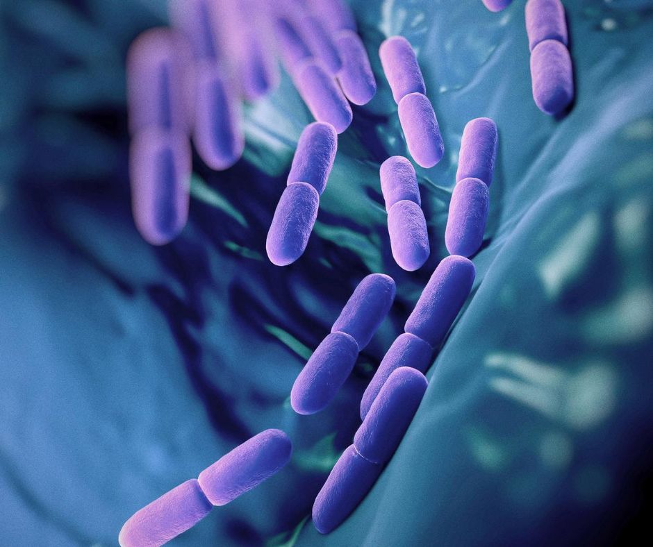 Esserrepharma's tweet photo. Probiotici e prebiotici sono fondamentali nell'integrazione della #dieta per modellare il microbiota e riequilibrare l'intestino. Ne parliamo qui: https://t.co/0zwvryDVbf https://t.co/HWTurFrpAU