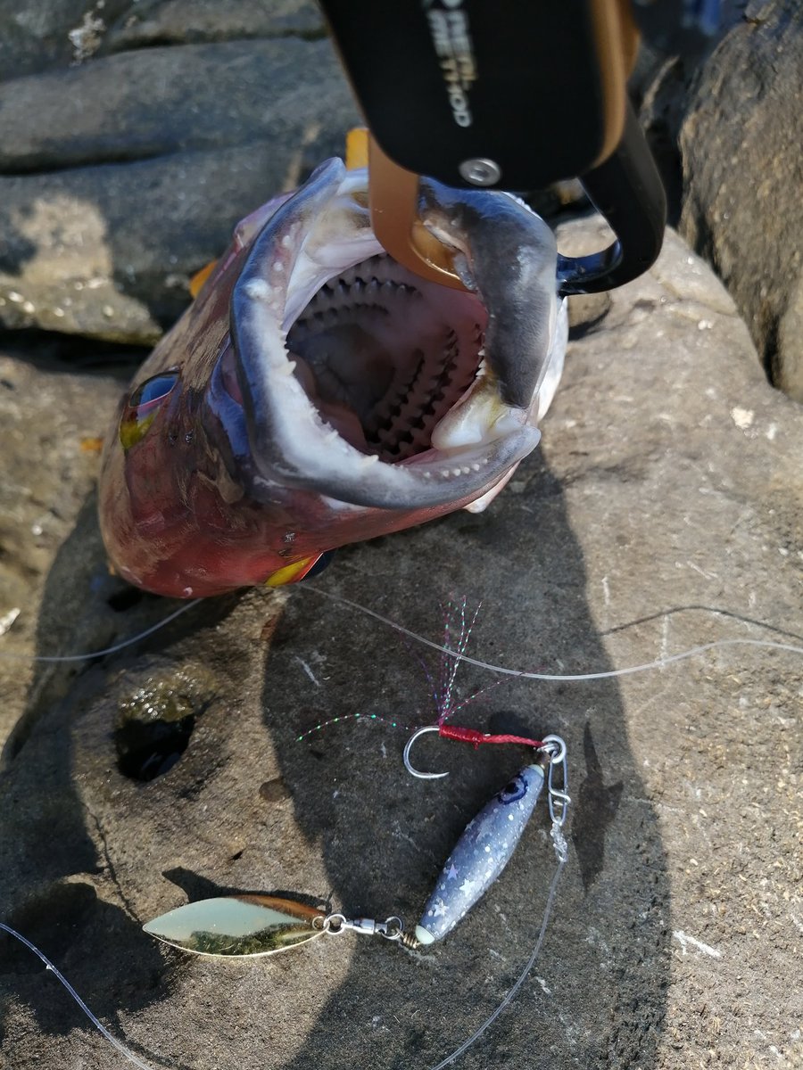 福嶋 亮太 على تويتر シロテン シブダイとチビカンパチget ダツはリリース 笑 まさか 100均の鉛で自作したルアーで釣れるなんてw きっと俺が朝酌で酔っ払って必死に作った愛情が伝わったんだな 爆 T Co Ndpuduvab3 カンパチ フエダイ シブダイ