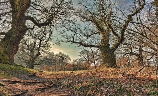 A single 400-year-old ancient oak produces 234,000 litres of oxygen a year, and may support more than 2,000 species of bird, insect, fungus, and lichen. Via <a href="/WoodlandTrust/">WoodlandTrust</a>
#trees #wellbeing #nature