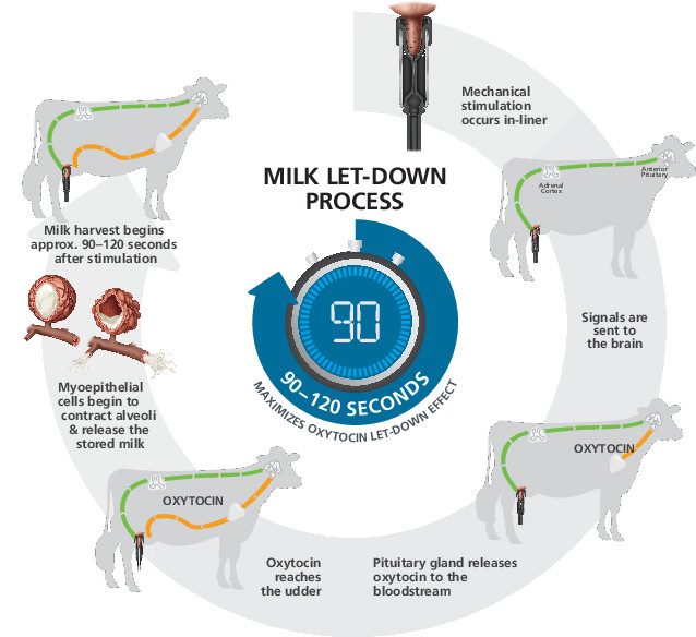GEA_farming's tweet photo. One of the keys to optimal milking is to capitalize on short timeframe when oxytocin is released into the bloodstream. Milking outside of this timeframe can extend milking times &amp; have long-term impacts on teat health https://t.co/6vK2QiSnPU #InLinerEverything #DairyRobotR9500 https://t.co/X0CfzTOOfe