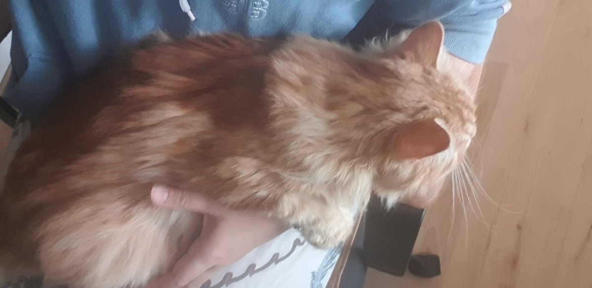 KittyRAWR91's tweet photo. When you get accepted by your bestfriend's cat, and he's giving you all the love on a morning where you're feeling fragile 😍🥰😭❤ I'm so freakin happy I could cry! https://t.co/BHsA3ZJ4oI