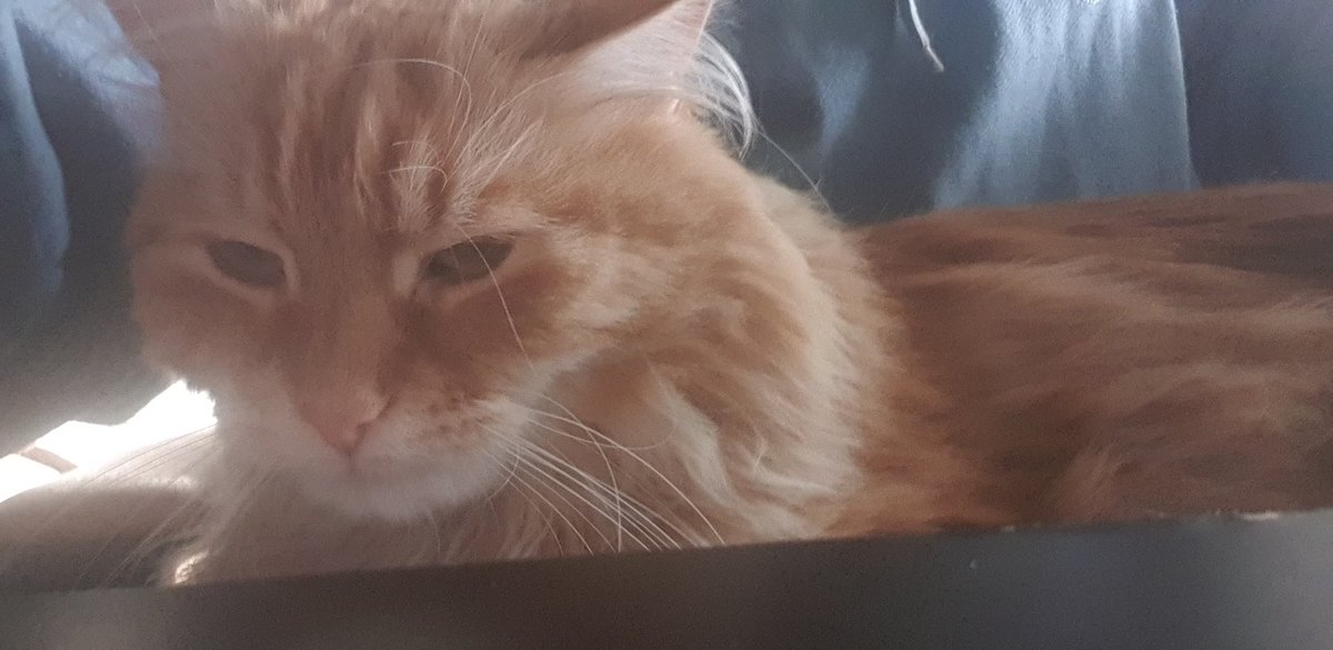 KittyRAWR91's tweet photo. When you get accepted by your bestfriend's cat, and he's giving you all the love on a morning where you're feeling fragile 😍🥰😭❤ I'm so freakin happy I could cry! https://t.co/BHsA3ZJ4oI