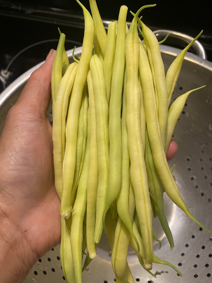 mmmelia's tweet photo. It’s bean quite a workout in the kitchen! #dillybeans #becauseican #preservetheharvest #legominifigures https://t.co/wc67smelXc