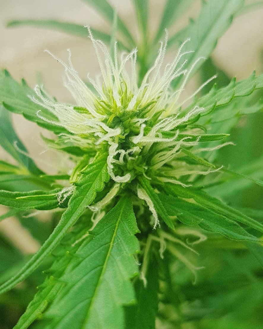 Sophie_MJ's tweet photo. 🌾Holii!!!! #FelizLunes familia !🌾
🌊
🌊
🌊
#PolarExpressAuto 💚en su #weedbox 55cm de planta y unos pelánganos que dan ganas de trenzarlos🤪🤣
Que viva el #cannabis y no dejes de cultivar👌
@GreenbudSeeds @GiftsGreenwood @INMAQ16 @Apez140 @Medussa_Protect https://t.co/7mCu5k1thq