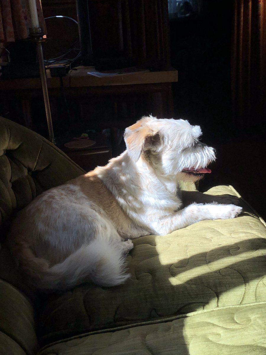 SassyNerdMT's tweet photo. @Shelly_A_Clark @boblambert90 @tobinaddington @Kmagura @nik_bowen @Burbachbacon Happy Birthday Cheddar!!! Sorry I missed #FreshSliceFriday Toots agrees with Cheddar about the heat for sure...& yet he continues to chase sun spots 🤦🏼♀️. He’s a toasty Toots! https://t.co/3DjcDhpeLP