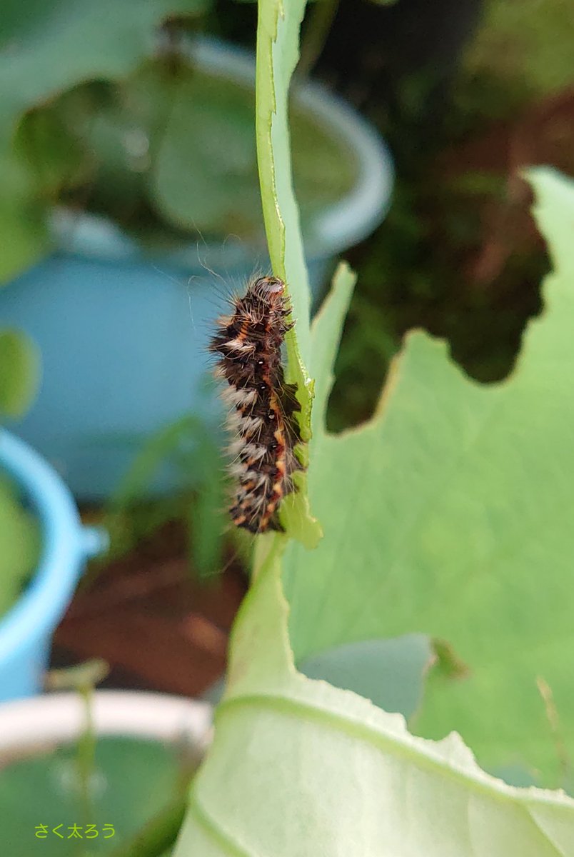 100以上 毛虫 を 英語 で