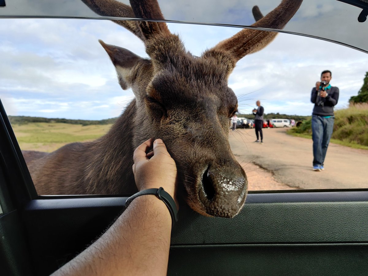 the_RMT's tweet photo. There's so much negativity on my time line. So instead I'm sharing this chap from Horton Plains. Who decided to sneak up to my car and stick his head in. And then enjoyed a good ol skritcheroo. https://t.co/x3GgJ7ZUjg