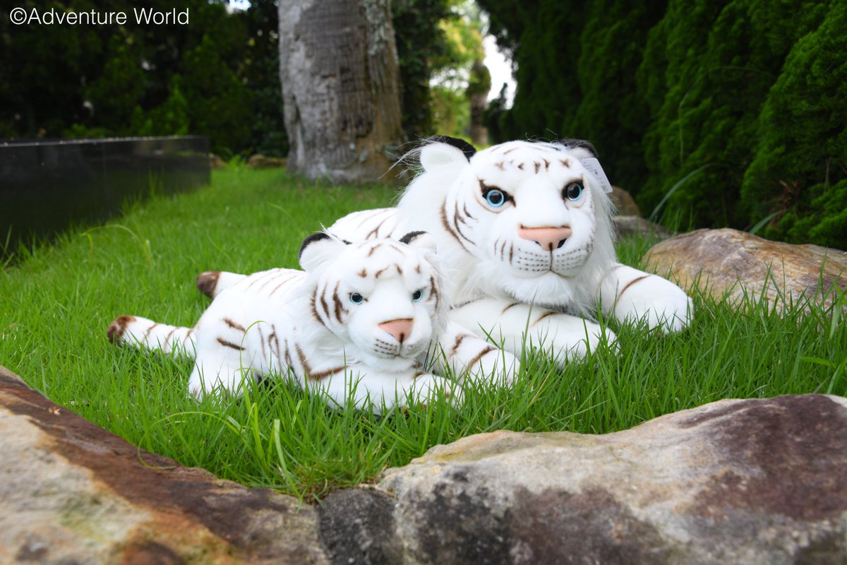 飼育スタッフ監修のオリジナルぬいぐるみ新登場♪ホワイトタイガーと