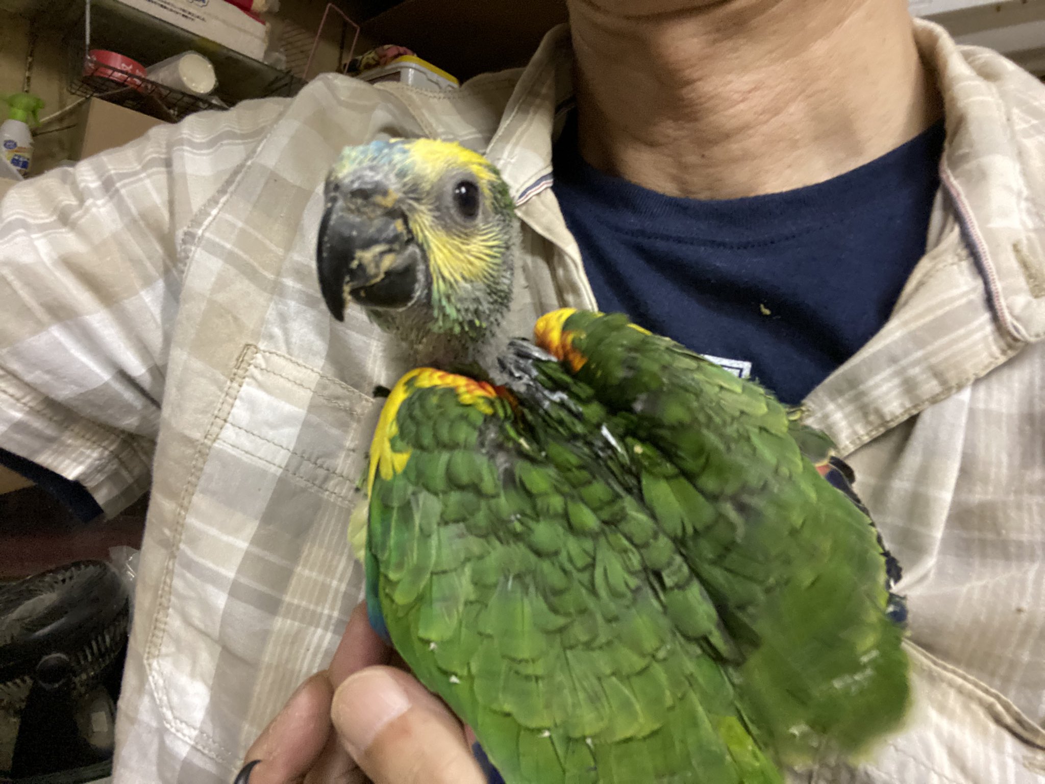 たまご Hand Feeding Twitter