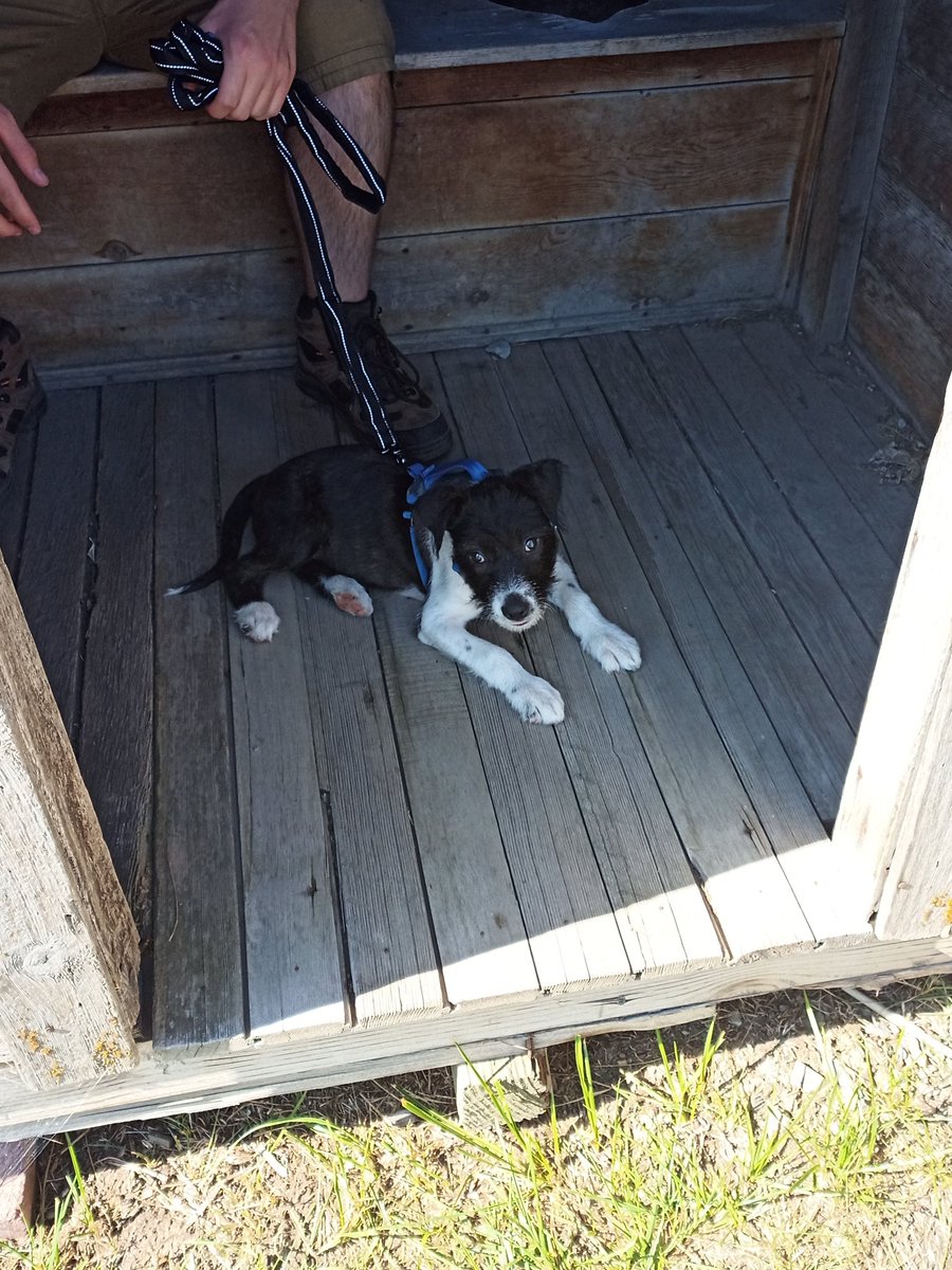 ExmoNat's tweet photo. Our sweet baby girl Astra tragically died in an accident this morning. She would have been 12 weeks old tomorrow. It was the best 5 weeks with her in our lives. You will be forever missed and loved. 💔😥 https://t.co/ogefb30ZmL
