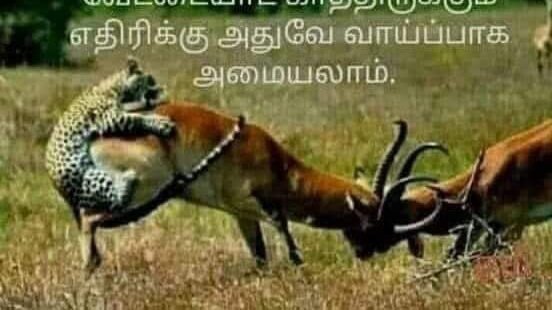 melur_k's tweet photo. தன் இனத்துடனேயே முட்டி மோதி கொண்டு இருங்கள் .. வேட்டையாட காத்திருக்கும் எதிரிக்கு அதுவே வாய்ப்பாக அமையலாம் ... முக்குலத்தின் இன்றைய நிலை .. உட்பிரிவு வேண்டாம் #முக்குலத்தோர் #Tifb https://t.co/K3zErVU2DE
