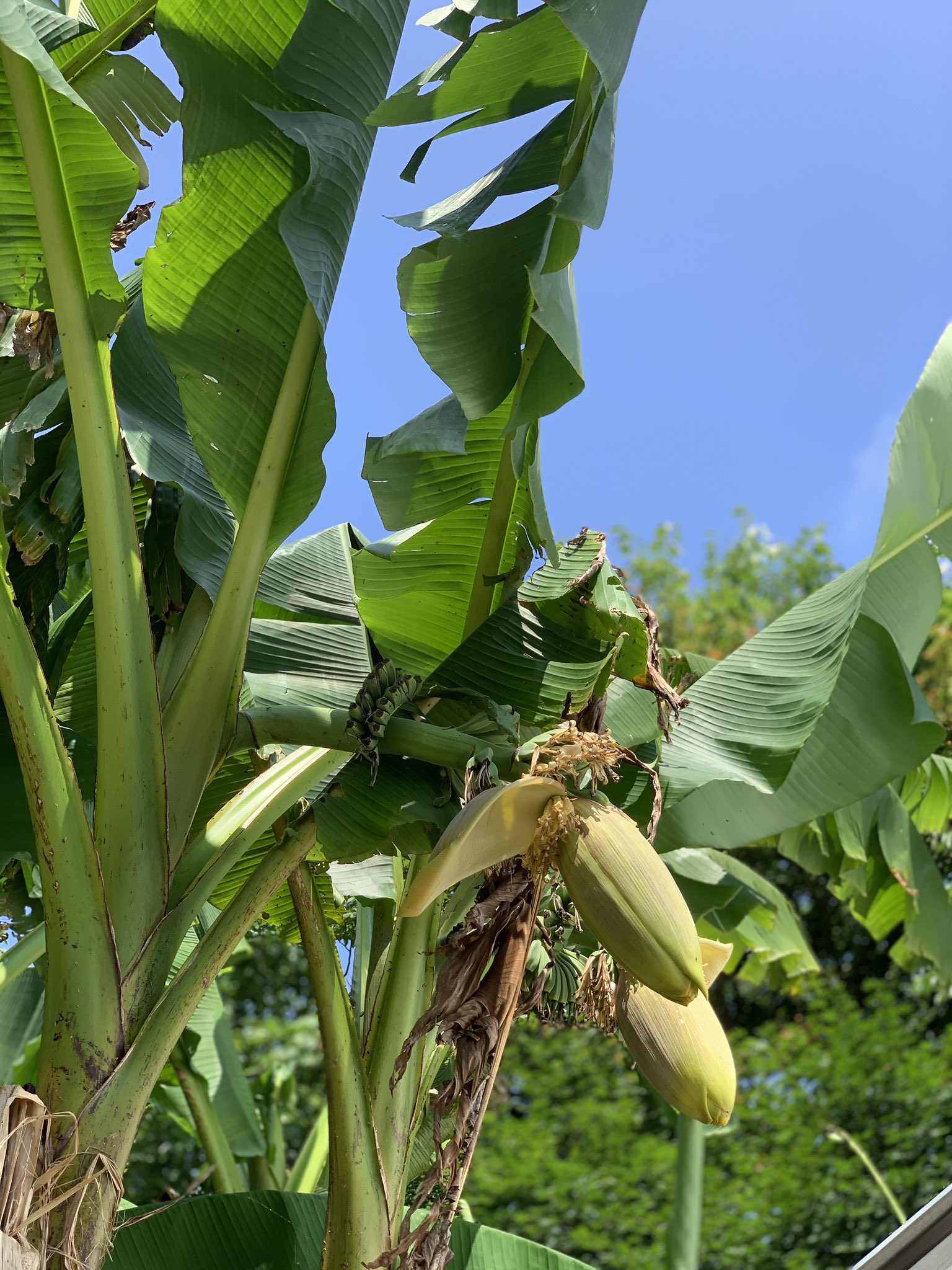 Burnsgreen 今年は実付きがよろしいよう 芭蕉の苗 芭蕉販売 バナナの苗 観葉植物 観葉植物好きと繋がりたい 芭蕉 バショウ バナナ 芭蕉専門店 ジャパニーズバナナ専門店 芭蕉好きと繋がりたい T Co Un1uw0n6ce Twitter
