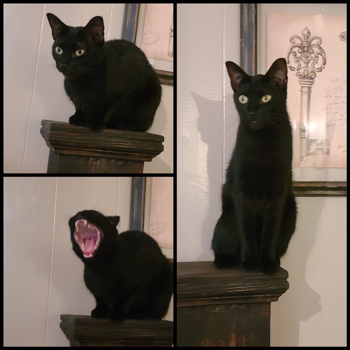 kittyclawdia's tweet photo. I sit. I scream. I stand. https://t.co/k9tjQGq4B2