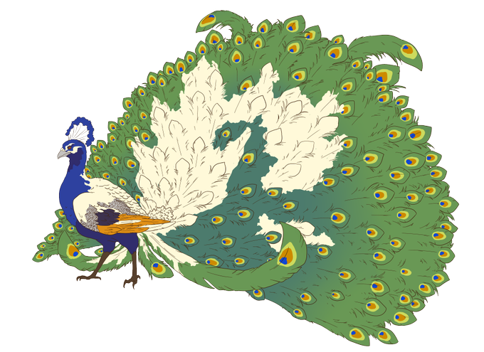 新しいコレクション 孔雀 イラスト 無料イラスト画像 新しいコレクション 孔雀 イラスト 無料イラスト画像