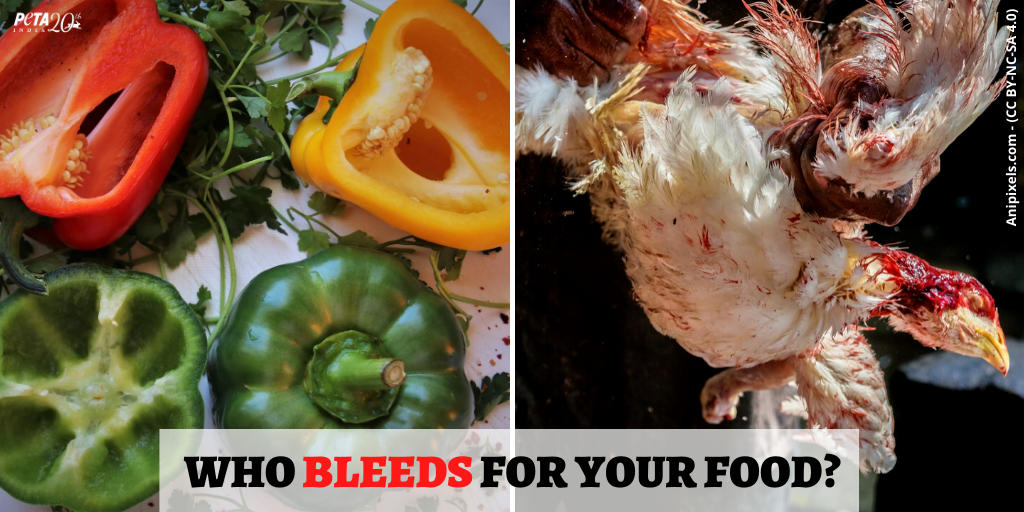 Choose a compassionate and healthy diet, order our free #vegan starter kit now: 💪

petain.vg/5wv

#GoVegan #AnimalRights #EndSpeciesism #Plantbased