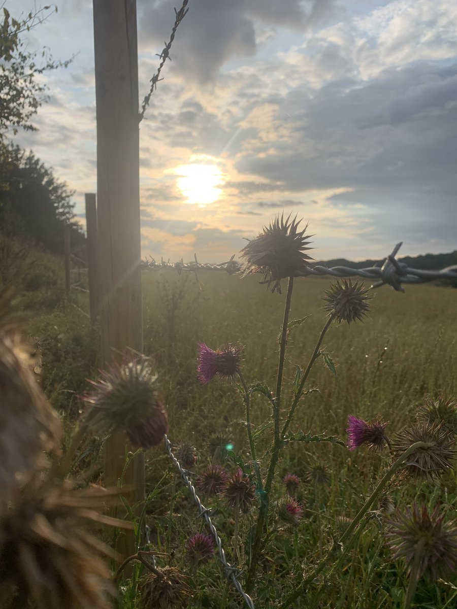 puravida creative tweet media