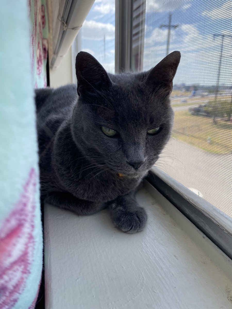 fatimeowz's tweet photo. Worship my cats, peasants 👑 https://t.co/U1cMC2PIQq