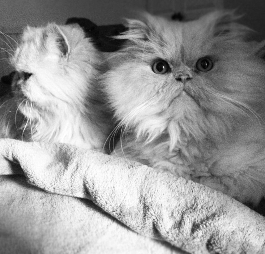 TofuandChip's tweet photo. We woke up like this 🐾💁🏼‍♀️ https://t.co/Nv6J385pyj